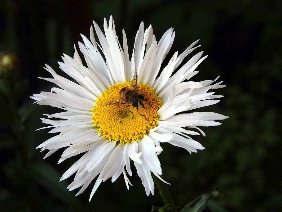 blossom, bloom, garden, close, insect, nature, flower, summer HD wallpaper