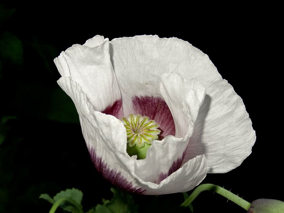 white petal flower with black background, poppy, summer, natural HD wallpaper