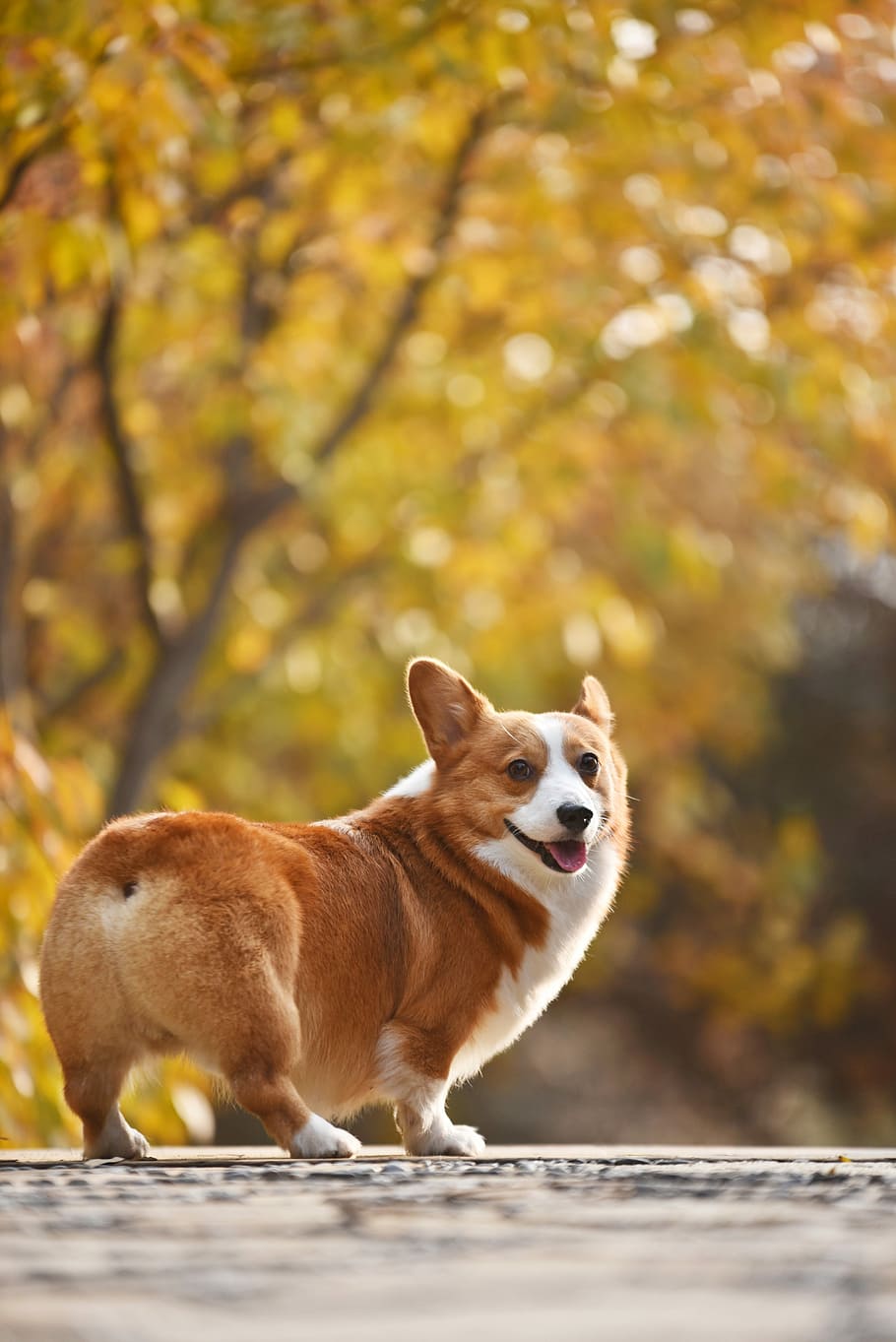pets, dog, animal, mammal, one animal, animal themes, autumn HD wallpaper