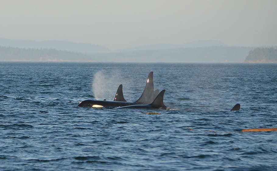 orca, pod, killer whale, ocean, swim, marine, sea, humpback Whale