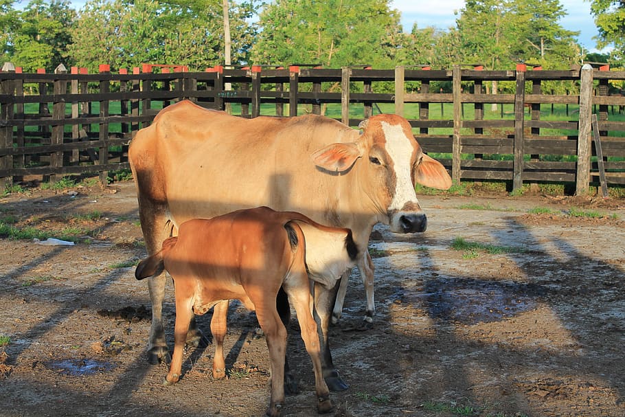 livestock, poultry, cows, domestic, mammal, domestic animals HD wallpaper