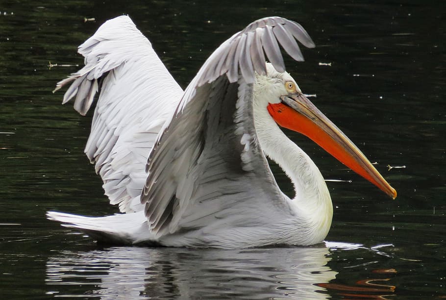 selective focus photography of white pelican on body of water, HD wallpaper