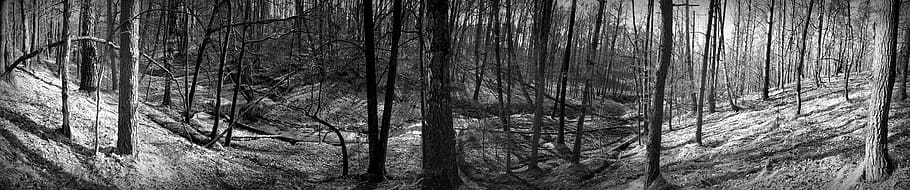 nature, panoramic, tree, old, no one, forest, spring, black and white, HD wallpaper