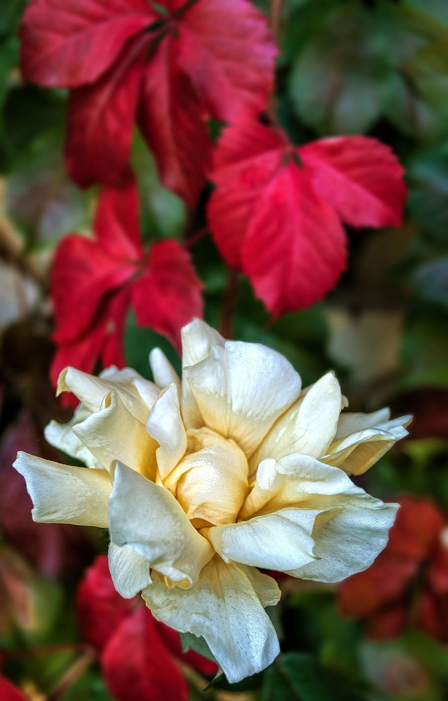 Flower, Nature, Elegant, Floral, rose, love, petal, white rose HD wallpaper