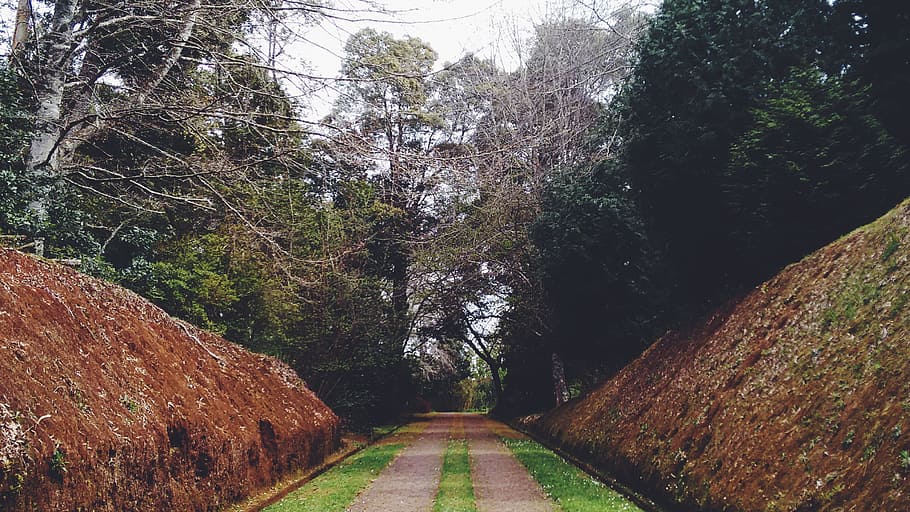 way, path, driveway, green, grass, park, neat, trees, defile HD wallpaper