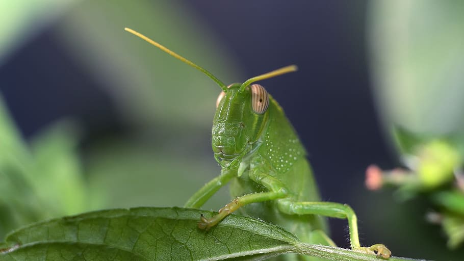 grasshopper, sheet, insect, nature, living nature, animal themes HD wallpaper