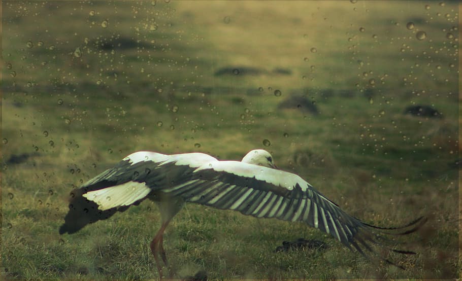 Stork, Nature, Meadow, one animal, animals in the wild, animal themes HD wallpaper