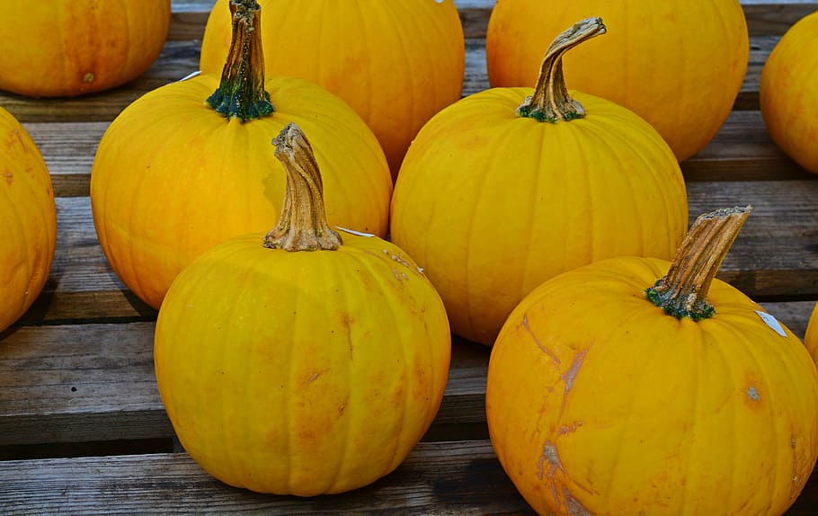 fill the frame photography of yellow pumpkins, harvest time, sale, HD wallpaper
