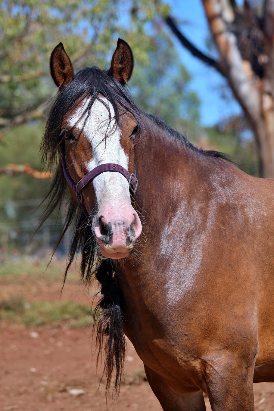 selective focus photo of brown horse, Clydesdale, Mare, Bay, Horses
