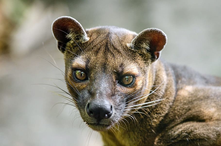 selective focus photo of brown cub, Fossa, Malagasy, Madagascar HD wallpaper