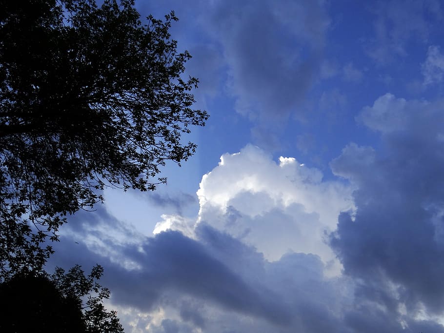 clouds, stormy, bright, trees, nature, sky, cloud - sky, low angle view HD wallpaper
