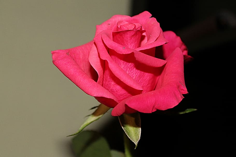 rose, red, blossom, bloom, rose bloom, flower, flowering plant HD wallpaper