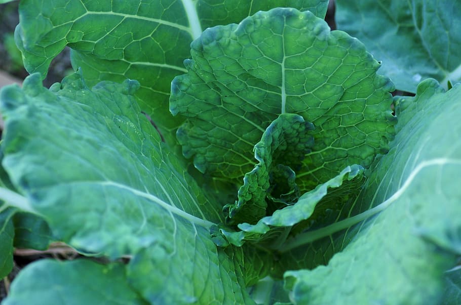 cabbage, green cabbage, vegetable, culture, plant, vegetable garden HD wallpaper