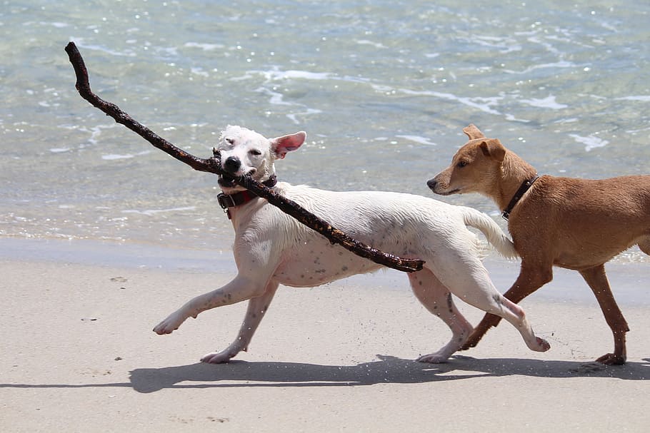 white dog fetching twig on seashore, dogs, batons, play, retrieve HD wallpaper