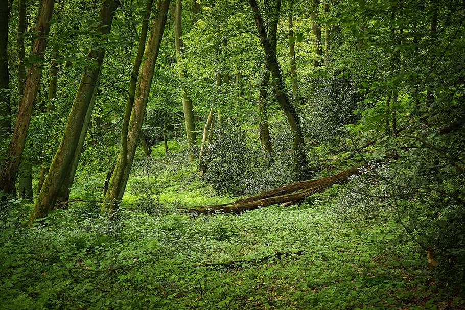 Forest, Landscape, Bach, Glade, Trees, nature, green, plant HD wallpaper