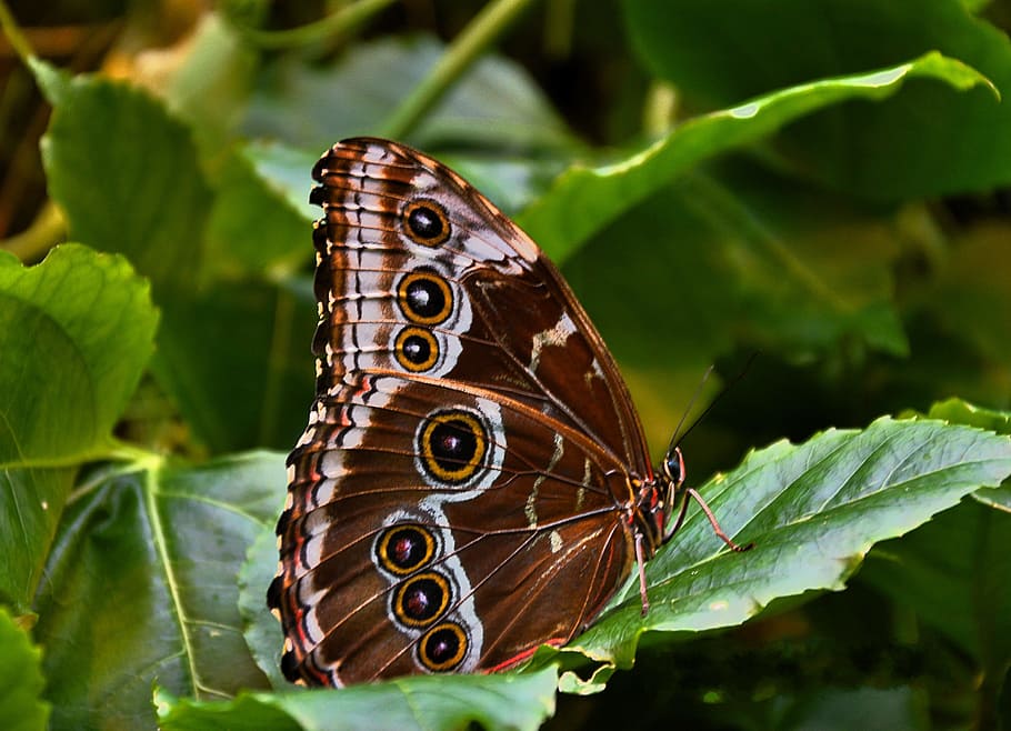 Butterfly, Brown, Public Record, one animal, butterfly - insect HD wallpaper