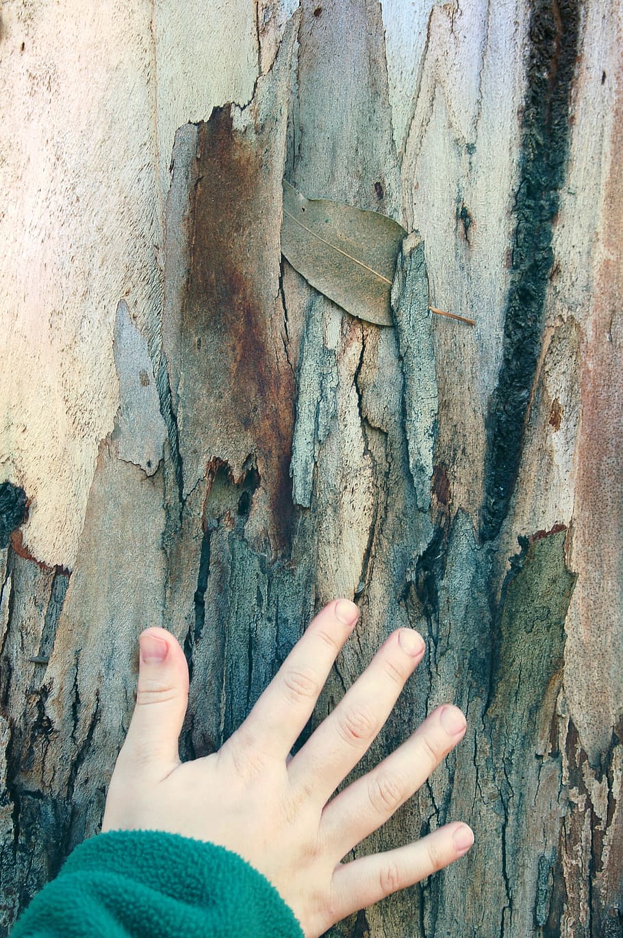 Hand, Tree, Nature, Love, kid, together, happiness, park, spring HD wallpaper