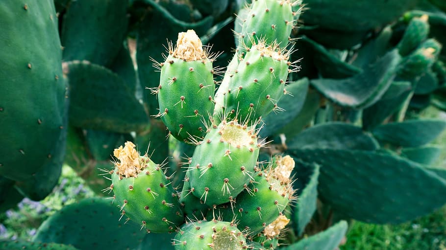 cactus, plant, prickly, prickles, green, nature, thorns, succulent plant HD wallpaper
