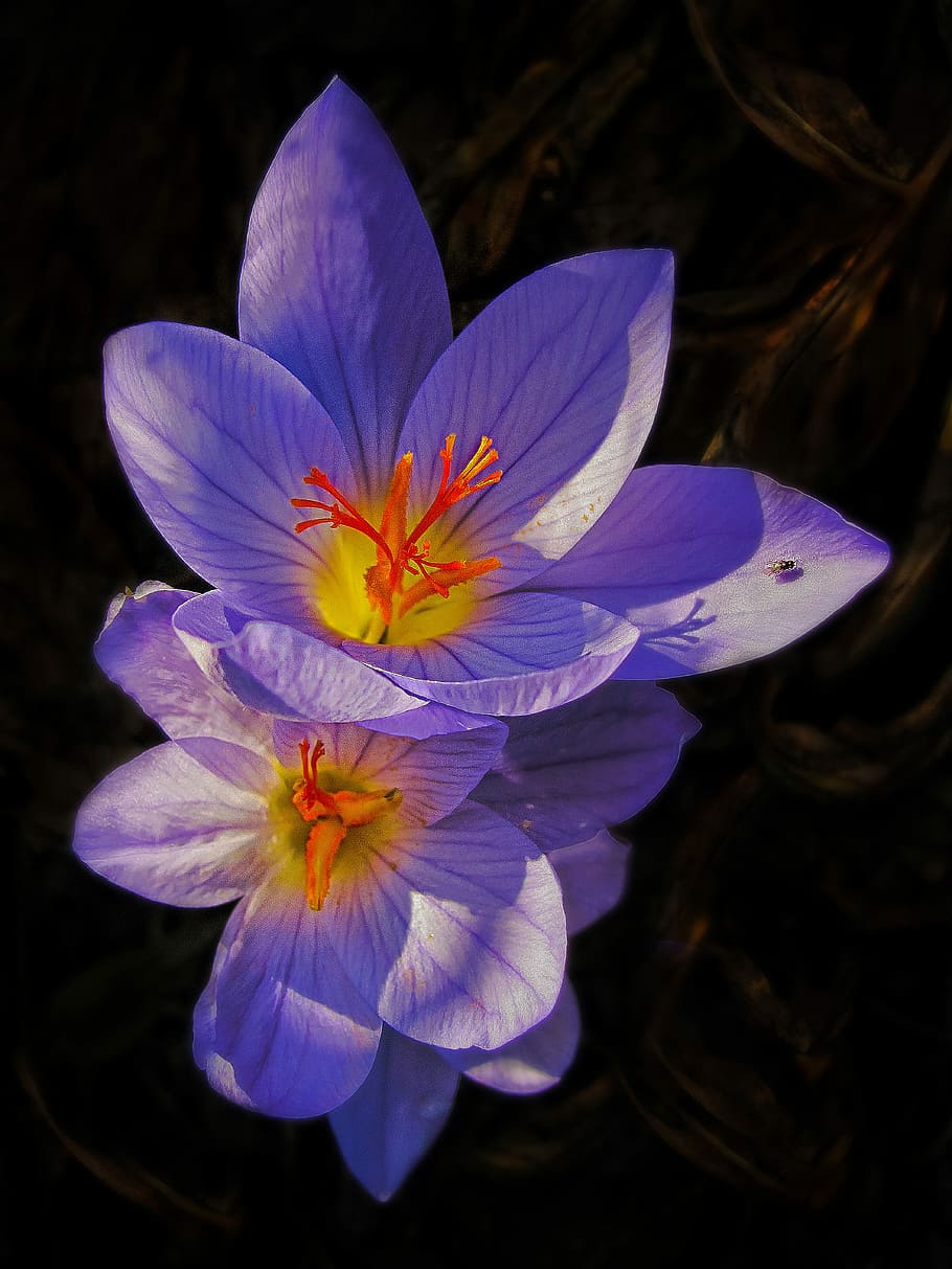 crocus, flower, flowering plant, petal, fragility, beauty in nature HD wallpaper