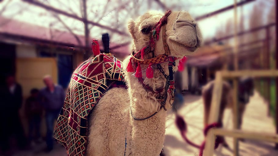 beige camel, Animal, Desert, focus on foreground, no people HD wallpaper