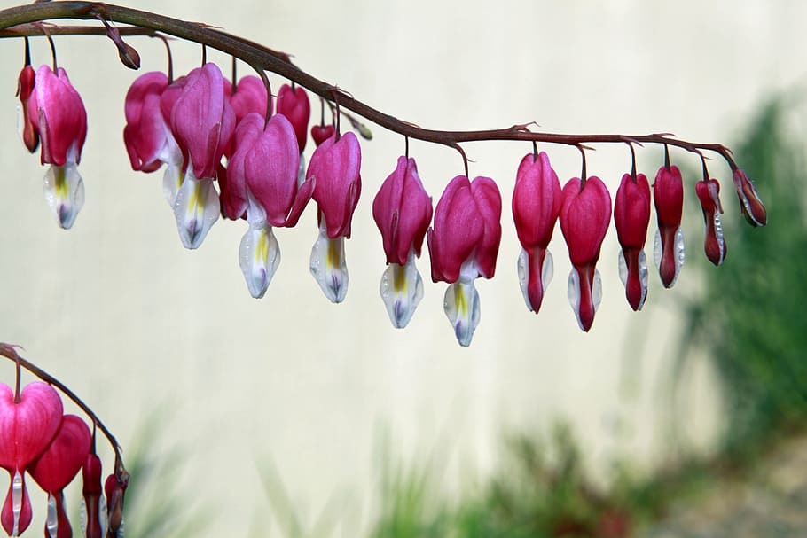 Bleeding Heart, Pink, Flower, beauty in nature, pink color HD wallpaper