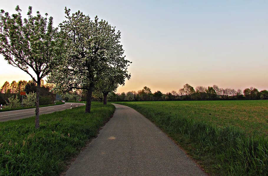 spring, tree, nature, green, forest, plant, sky, way, alley HD wallpaper