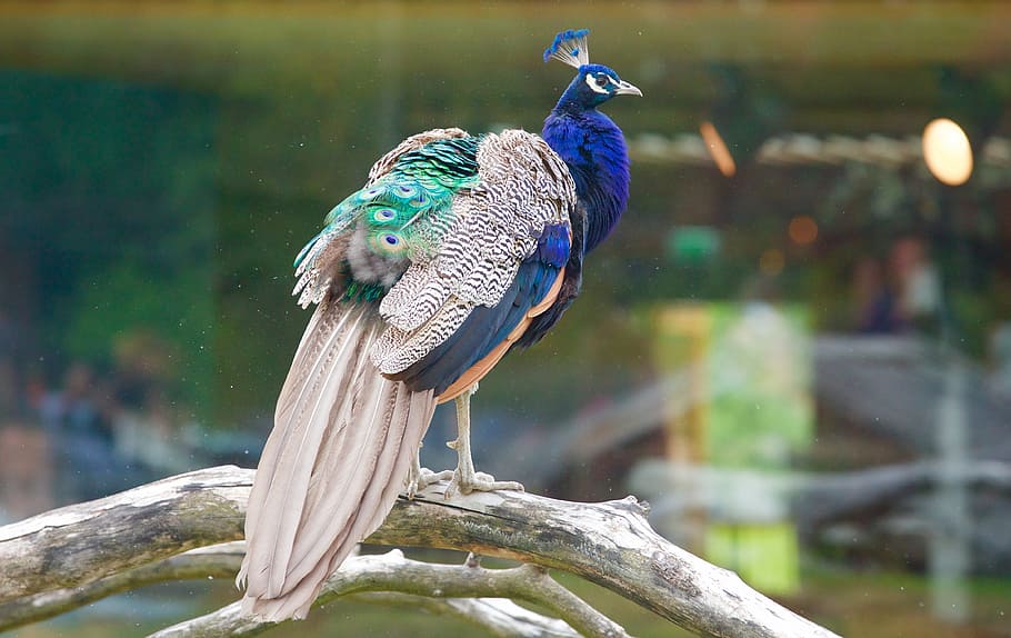 blue and beige peacock on tree branch, pen, bird, volatile HD wallpaper