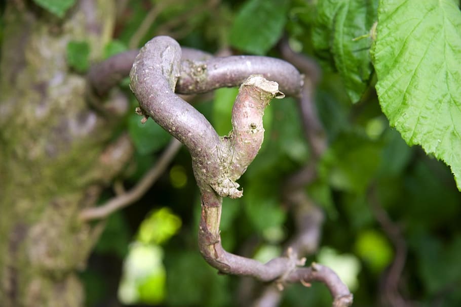 branch, bush, shrub, plant, focus on foreground, close-up, growth HD wallpaper