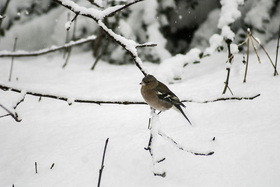 Bird, Winter, Snow, White, Cold, Animals, winter landscape HD wallpaper