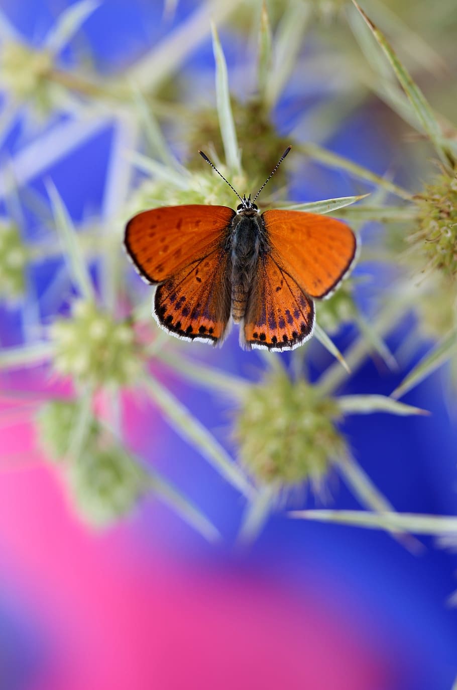 butterfly, red, wings, insecta, flower, coloring, invertebrate HD wallpaper