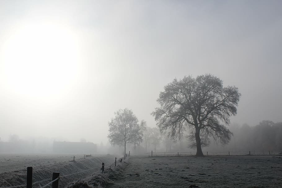tree, winter, cold, sun, wintry, nature, frost, landscape, mood HD wallpaper