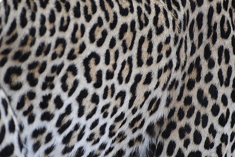 Leopard, Fur, Pattern, Cat, Wildcat, nature, head drawing, africa HD wallpaper