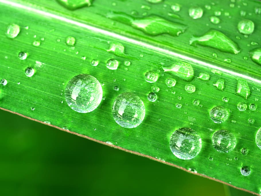 water, drops, leaf, grass, green, dew, rain, closeup, life HD wallpaper