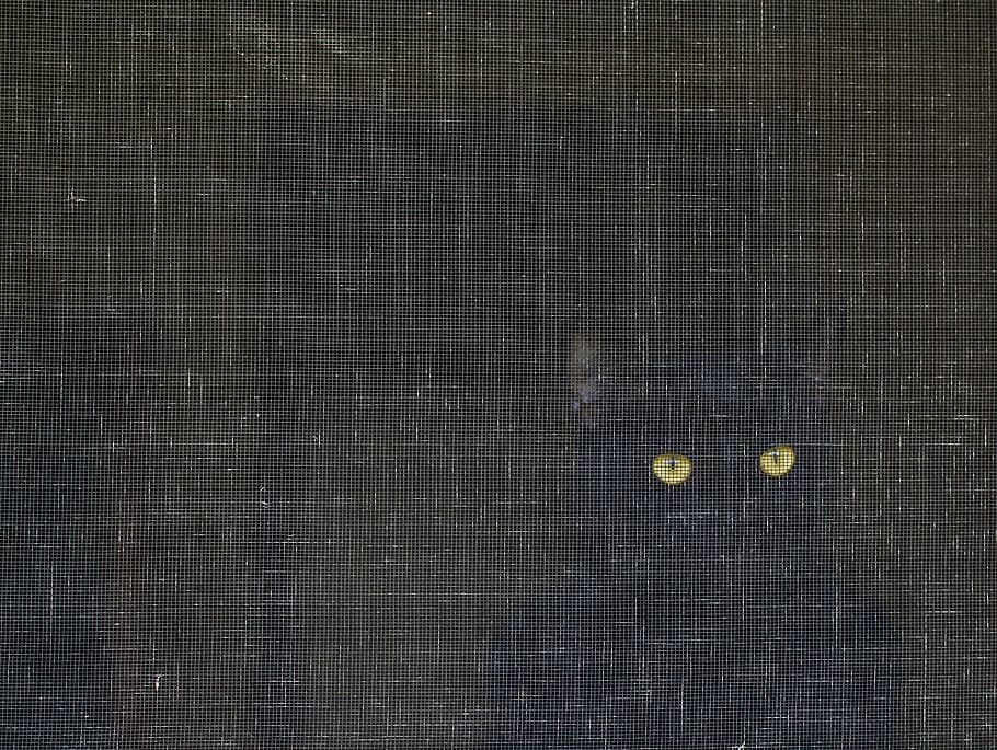 cat, screen, eyes, art, gaze, black cat, pets, animal, mammal HD wallpaper