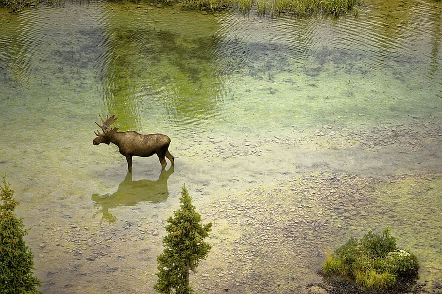 brown moose on river during daytime, nature, water, wildlife HD wallpaper