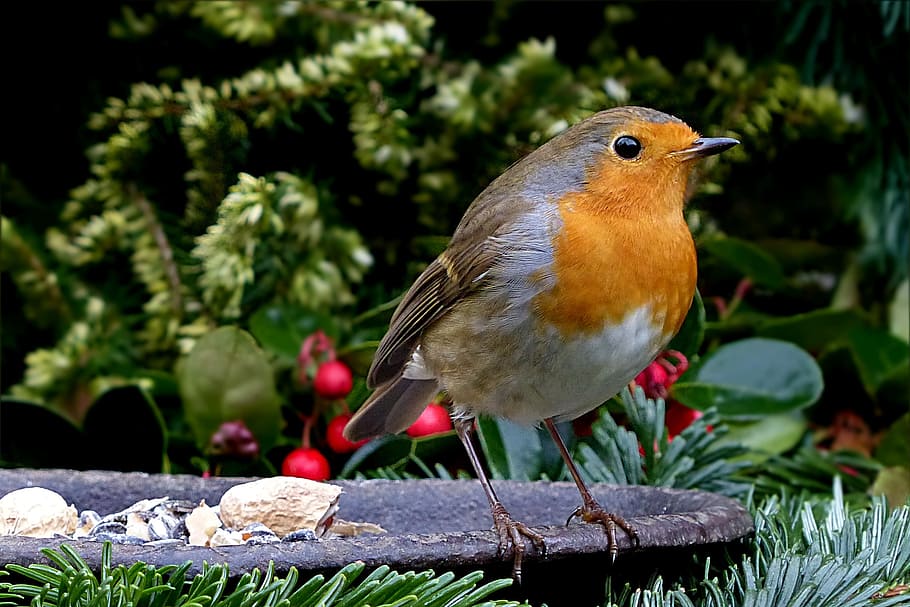 brown and orange bird, robin, erithacus rubecula, small bird HD wallpaper