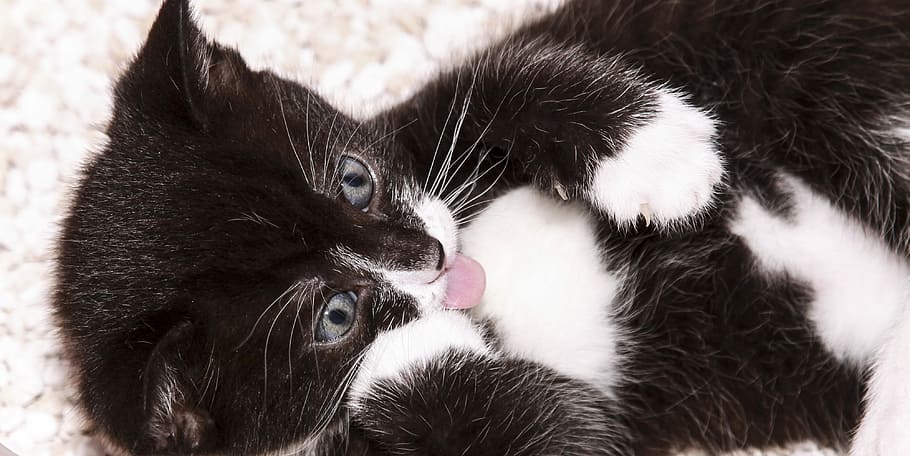 Cat, Cute, Close, Portrait, Animal, Pet, snout, tongue, sweet HD wallpaper