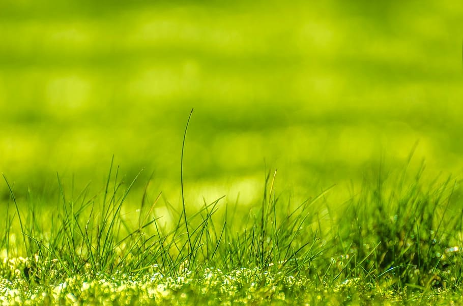 close-up photography of green grasses, growth, concept, plant