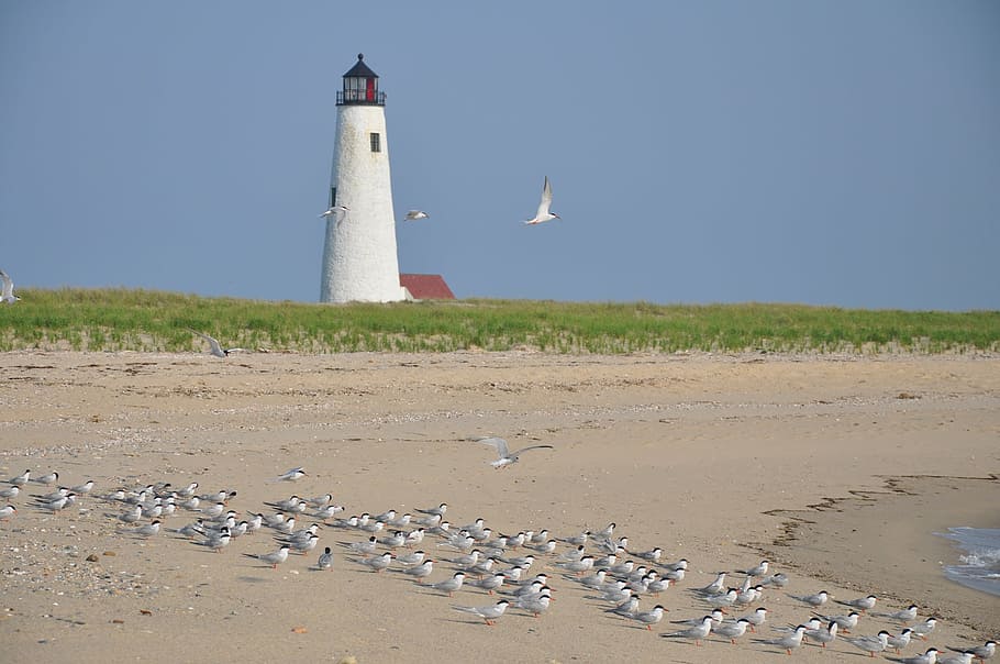 birds on brown sand near white lighthouse during daytime, nantucket