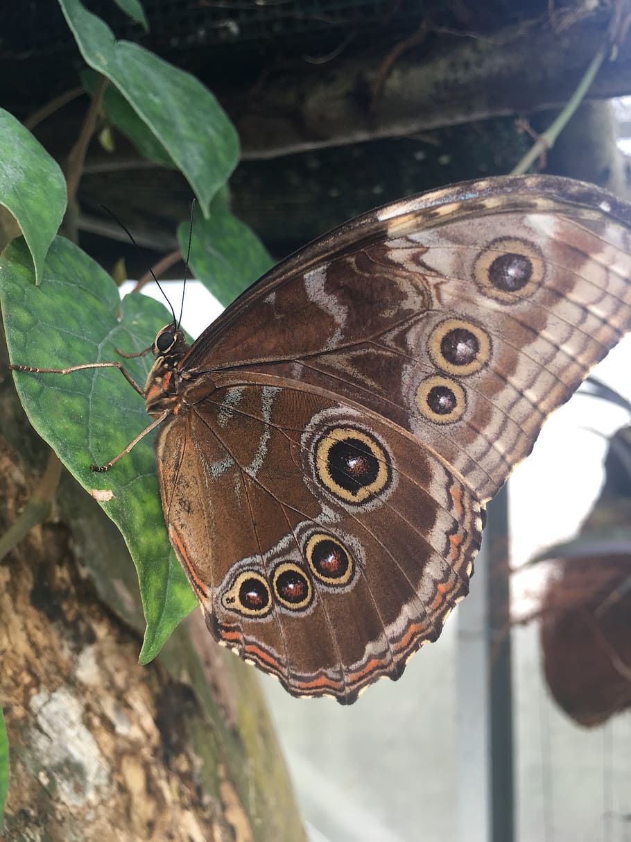 butterfly, nature, environment, insect, animal wing, invertebrate HD wallpaper