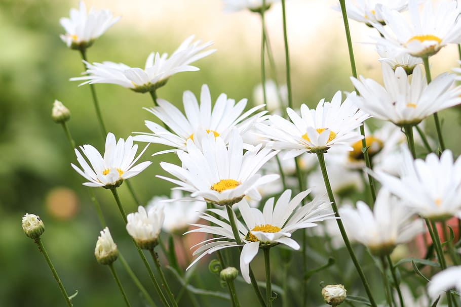 white daisies during daytime, flowers, chamomile, bloom, wild
