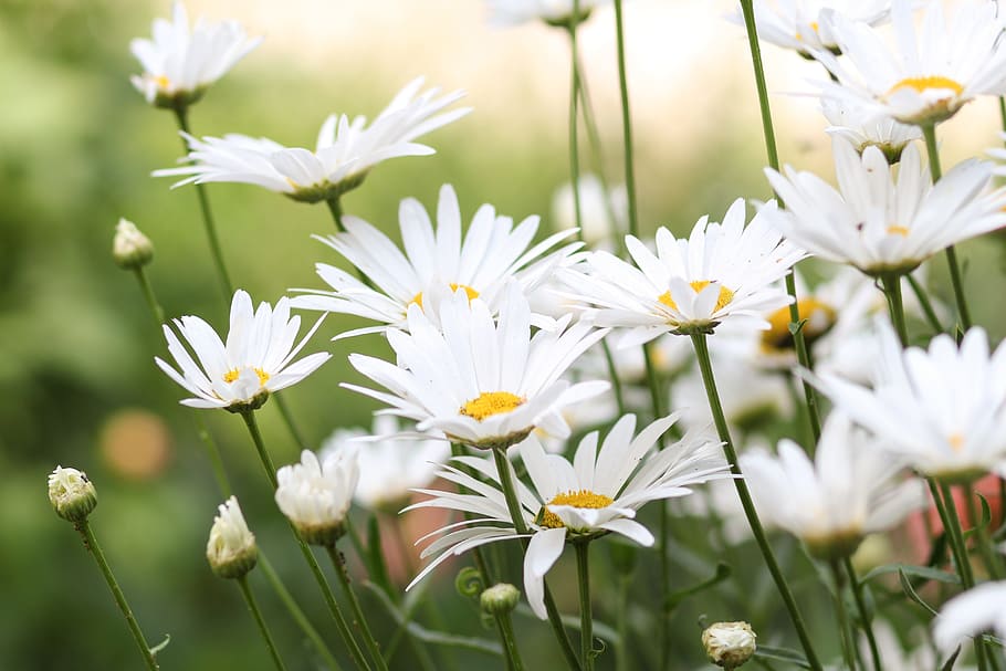 flowers-chamomile-flower-bloom.jpg