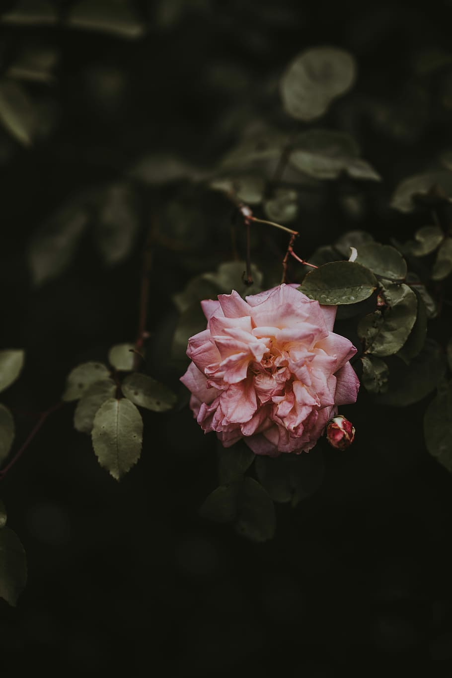 bloomed pink flower on tree, pink flower plant, leaf, bush, rose HD wallpaper