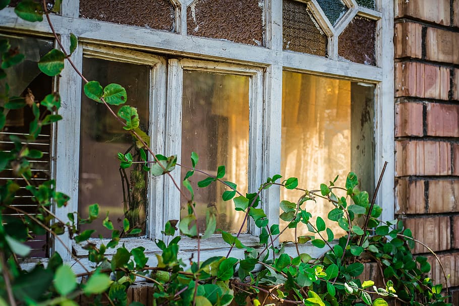 green leafed plants near window, architecture, house, shield HD wallpaper