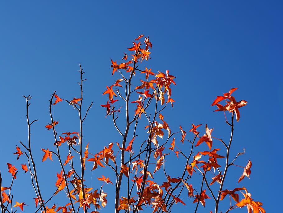 autumn-sky-leaves-tree.jpg