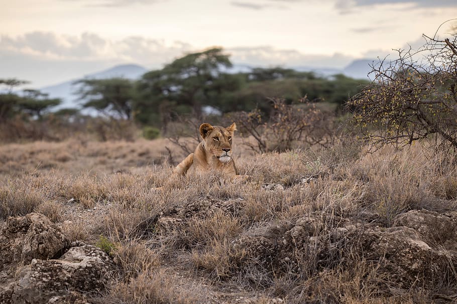 wildlife, animals In The Wild, africa, safari Animals, mammal HD wallpaper