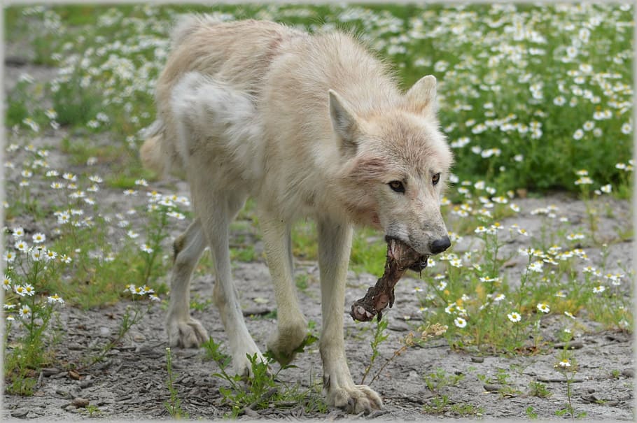 wolf, predator, european wolf, gray wool, white wolf, dog, animal HD wallpaper