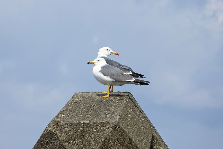 animal, sky, cloud, beach, sea gull, seagull, seabird, wild animal HD wallpaper