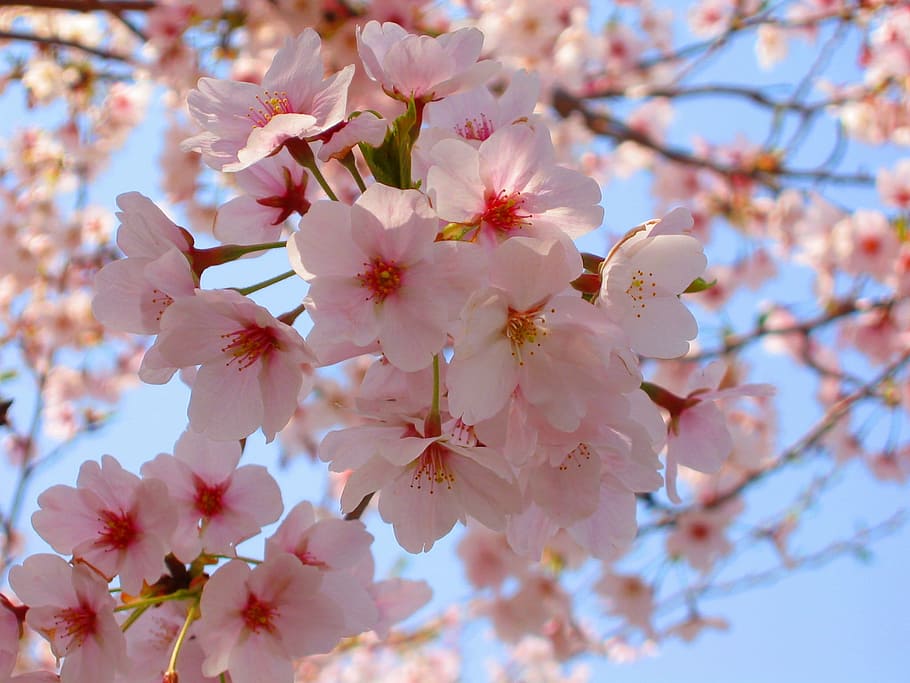 cherry, cherry blossoms, spring, pink, flowers, natural, plant HD wallpaper