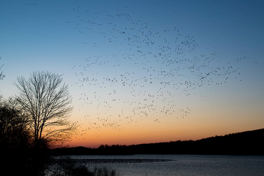 flock of bird flying during sunset, silhouette of tree near on lake HD wallpaper